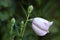 Single balloon flower or Platycodon grandiflorus plant with closed balloon like white flower starting to open in local urban