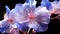 A single Balloon Flower very closeup view