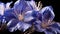 A single Balloon Flower very closeup view