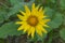 A Single Balsamroot Flower in the Okanagan Valley BC Canada