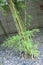 A single Bamboo plant growing well with bright green leaves