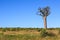 Single Baobab tree in an African landscape with clear blue sky