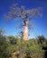 Single baobab tree with more green trees and bushes around, clear dark blue sky in background