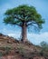 Single baobab tree in South Africa