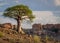 Single Baobab tree in South African Landscape