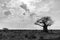 Single baobab tree in Tsavo National Park