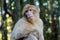 Single barbary ape