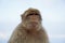 Single Barbary Macaque monkey - close-up on head