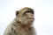 Single Barbary Macaque monkey - close-up on head