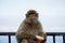 Single Barbary Macaque monkey eating a roll