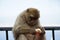 Single Barbary Macaque monkey eating a roll