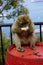 Single Barbary Macaque monkey sitting on a barrel and eating a roll