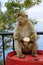 Single Barbary Macaque monkey sitting on a barrel and eating a roll