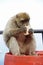 Single Barbary Macaque monkey sitting on a barrel and eating a roll