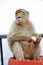 Single Barbary Macaque monkey sitting on a barrel and eating a roll
