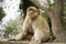 Single Barbary Macaque monkey sitting on a wall