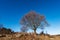 Single Bare Tree and Karst Formations in Lessinia Plateau Veneto Italy