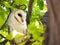 The single barn owl bird Tyto alba is the most widely distributed species of owl, on the green forest tree in close up.