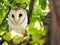 The single barn owl bird Tyto alba is the most widely distributed species of owl, on the green forest tree in close up.