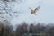 Single Barn Owl Tyto alba flying, in flight