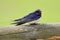 Single Barn swallow bird on a wooden fence stick