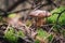Single Bay bolete mushroom in the forest, Imleria badia