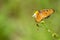 Single beautiful butterfly with flower