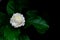 The single beautiful fresh white Thailand Jasmin flower with its leaves from garden which use for aroma and tea  on black