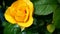 Single beautiful fresh yellow rose blooms on bush in garden in summertime swinging on wind. One flower head. Selective