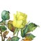 A single of beautiful golden yellow rose with green leaves.