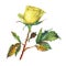 A single of beautiful golden yellow rose with green leaves.