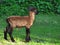 Single beautiful little dark brown lamb on green meadow, farming, sheep breeding