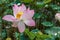 Single Beautiful Lotus Flower Brightly Bloom in a Natural Tropic