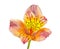 Single beautiful orange yellow Alstroemeria flower isolated on w