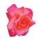 Single beautiful red-orange rose bud. Design element flower.