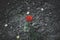 Single beautiful red rose flower growing up in dry dead wasteland ground, loneliness concept wallpaper pattern top view