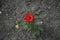 Single beautiful red rose flower growing up in dry dead wasteland ground, loneliness concept wallpaper pattern top view