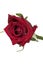 Single beautiful red rose isolated