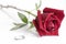Single beautiful red rose isolated