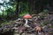 Single beautiful red toadstool mushroom in a moss in fairytale autumn forest.