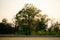 single beautiful tree in savanna desert against the sky