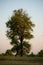 single beautiful tree in savanna desert against the sky