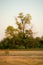 single beautiful tree in savanna desert against the sky