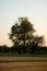 single beautiful tree in savanna desert against the sky