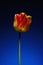 A single beautiful variegated yellow and red tulip, on a graduated tint blue background