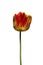 A single beautiful variegated yellow and red tulip on a white background