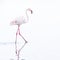 Single beautiful white long legged flamingo bird wading through water looking for food, high key and white background