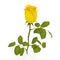 Single beautiful yellow rose isolated on white. 3D illustration