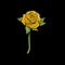Single beautiful yelow rose vector template