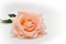 Single beauty orange rose flower blossom bud on white background